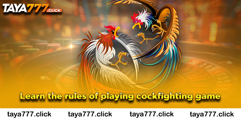Learn the rules of playing cockfighting game 