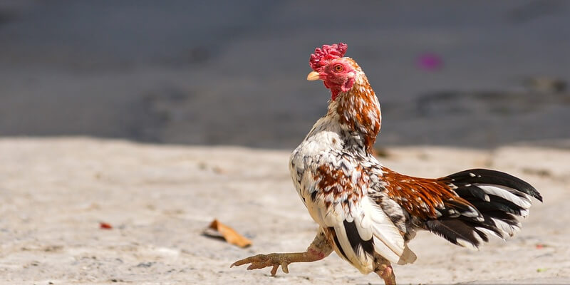 Effective Betting Strategies and Tips for Cockfighting at 78Win