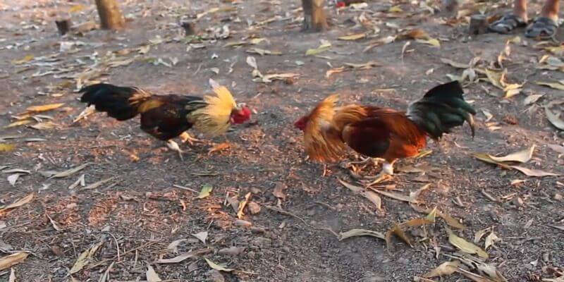 Understanding the Rules and Mechanics of Cockfighting on 78Win